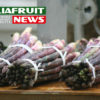 Fantin asparagi italiaforuit news